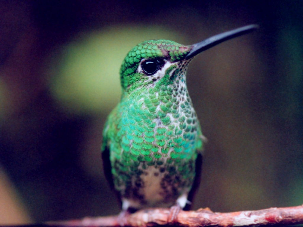Unidentified Hummingbird Costa Rica Hummingbirds Fighting
