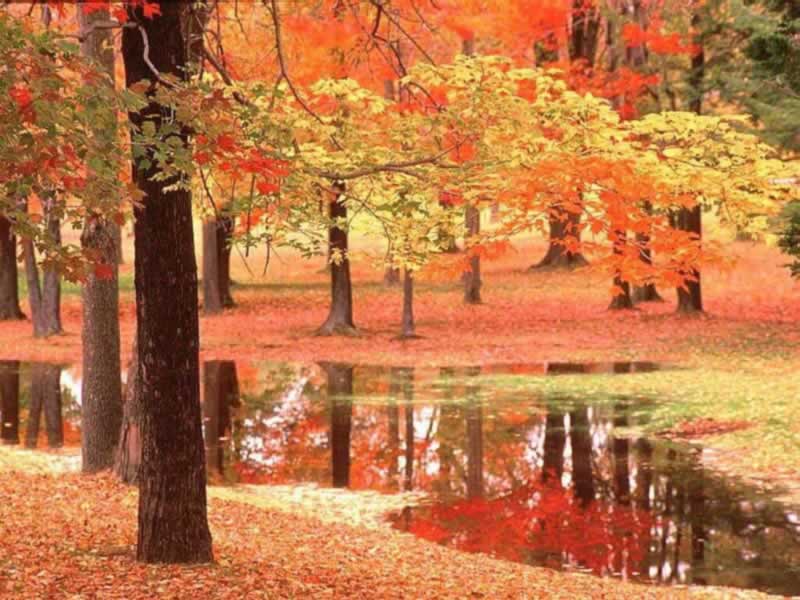 Wallpaper Autumn Scene