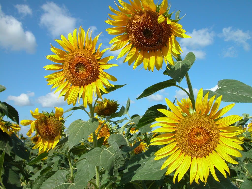 Background Try It Now Related Wallpaper Flowers Sunflower