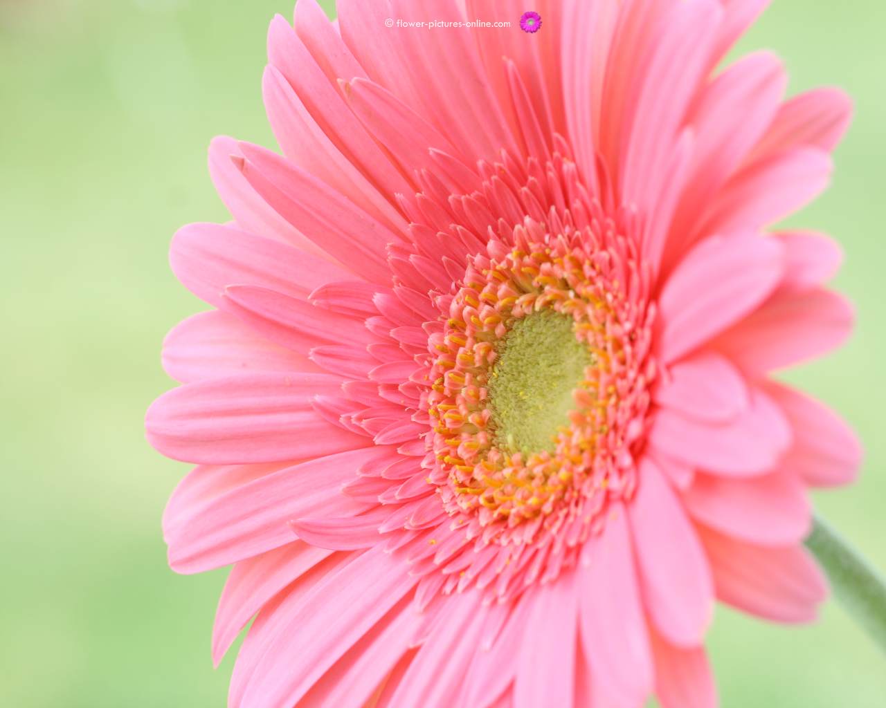 Wallpaper Flower Pink