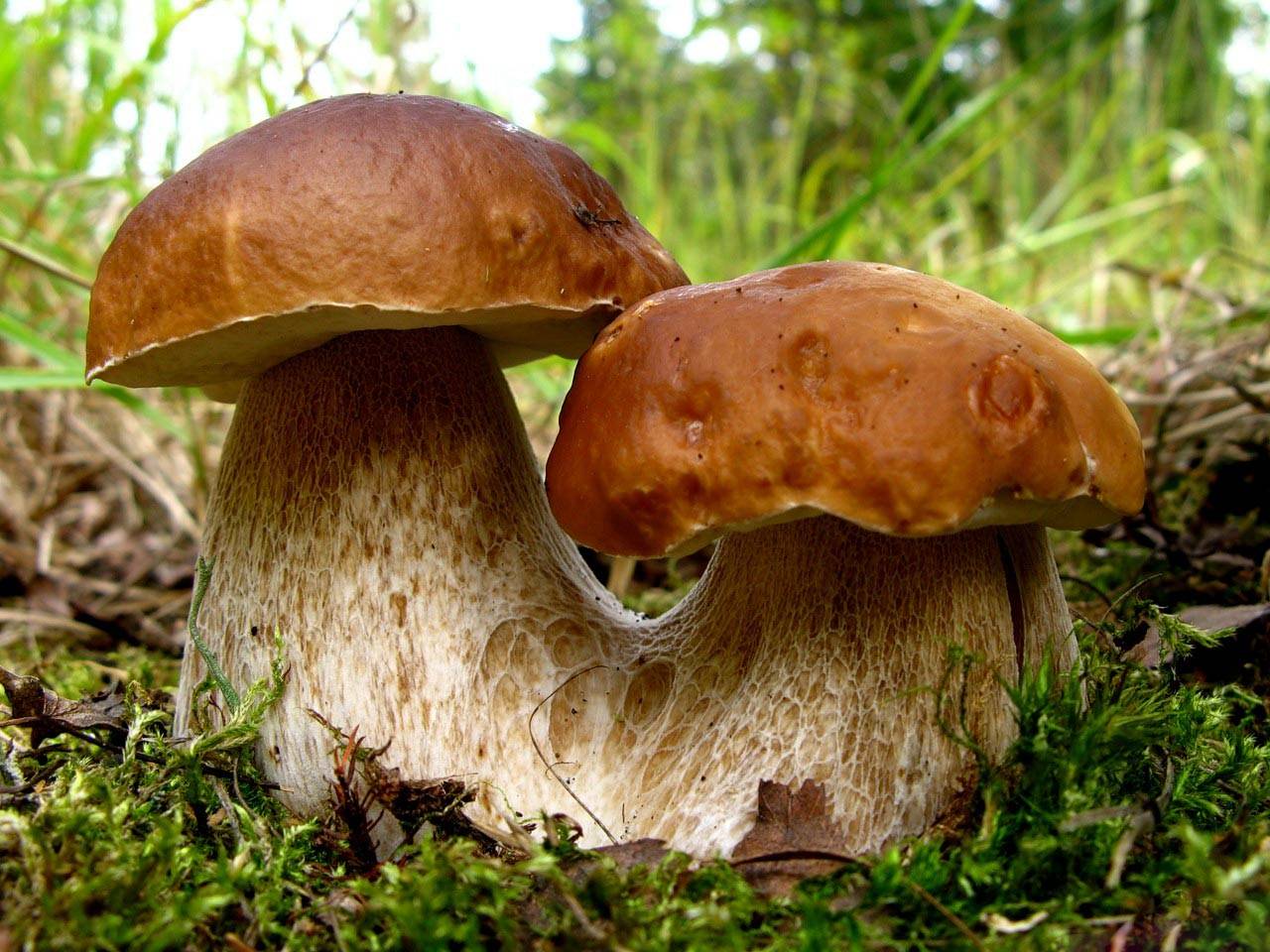 Mushrooms   Wild Nature Wallpaper