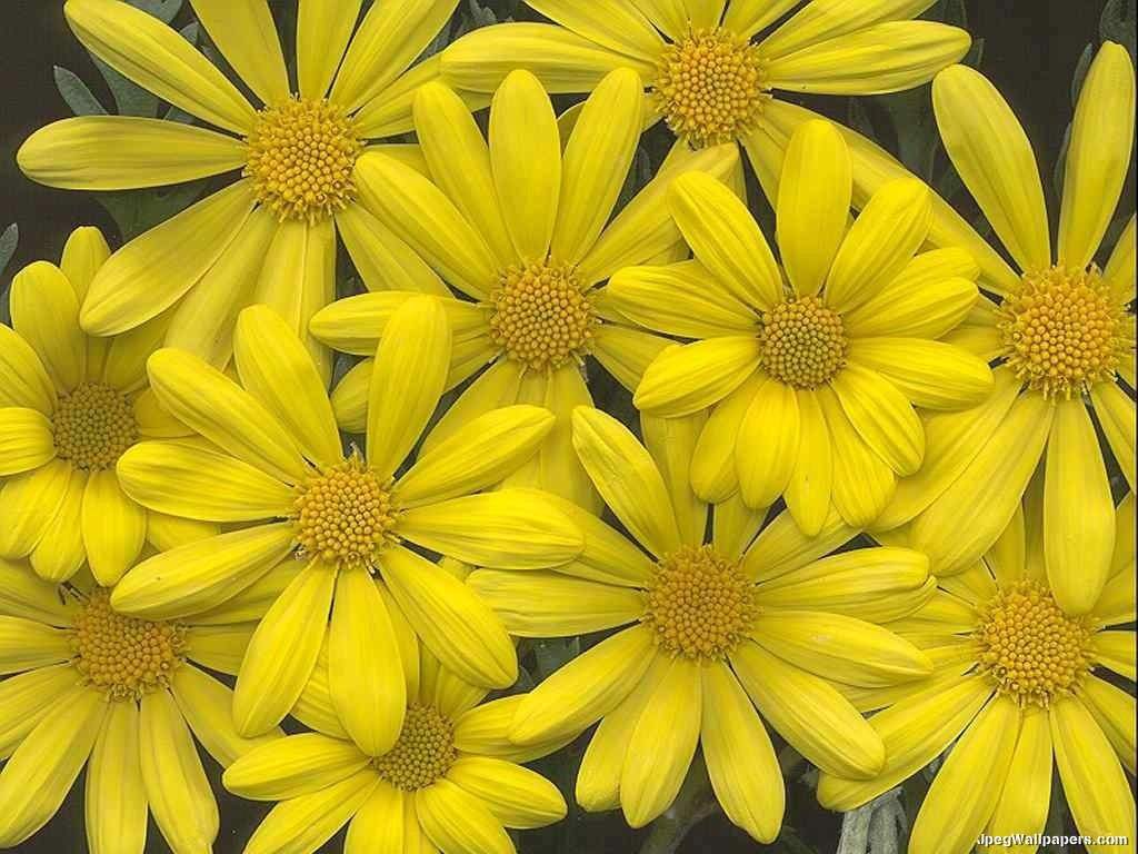 Flowers Wallpaper Yellow