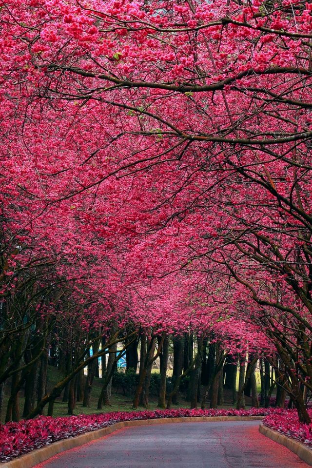 Pink Trees Flowers Road Nature Photography Spring Bloom Most