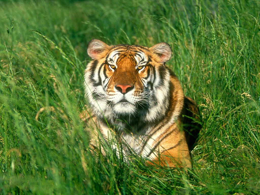 King Of The Jungle With Image Pet Tiger Wallpaper