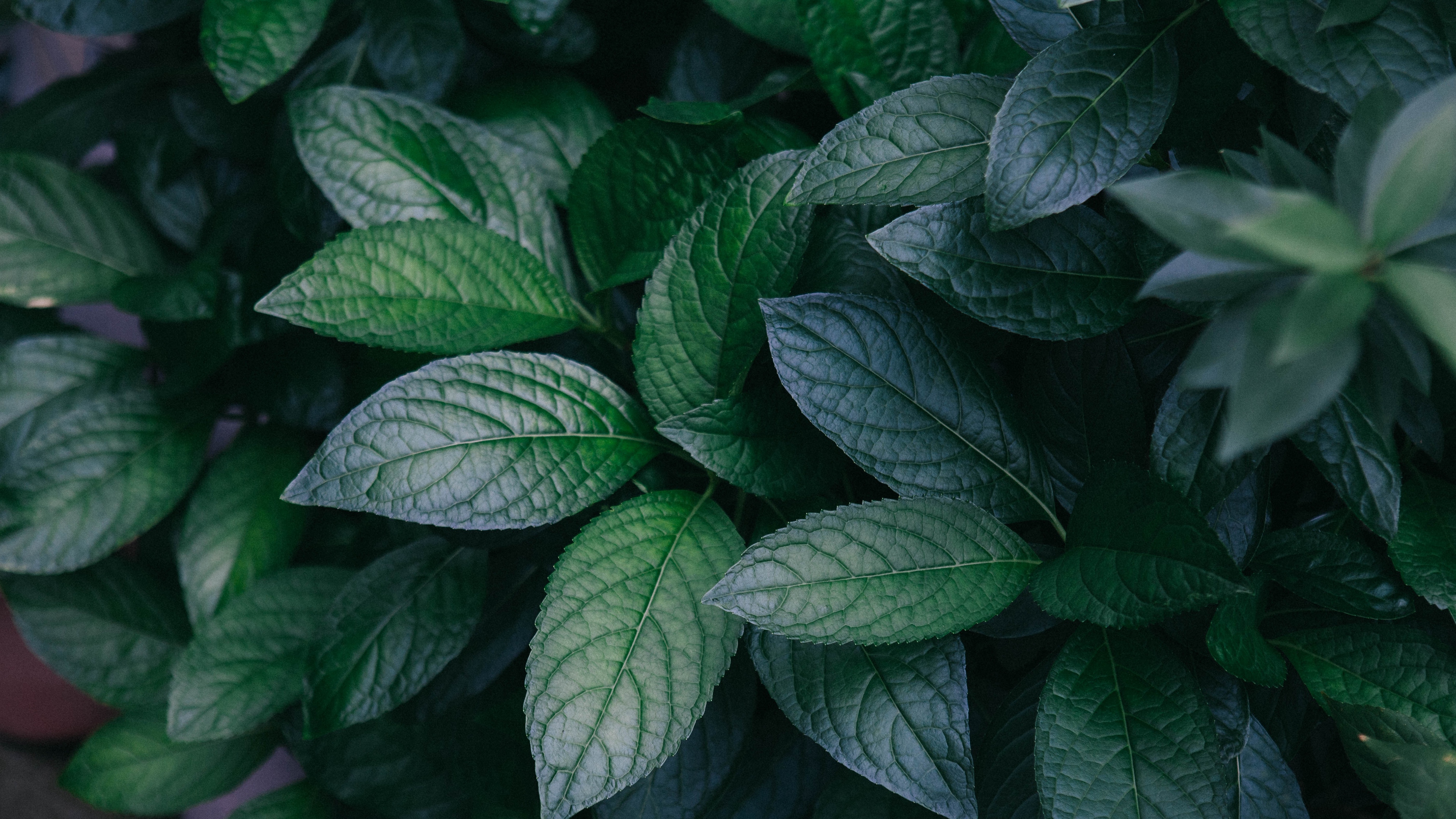 Leaves Plant Green Bush Branches 4k Wallpaper