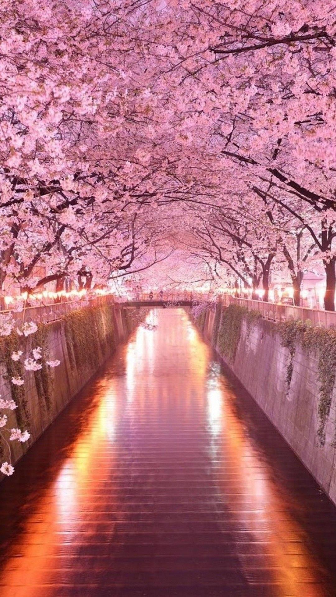 Enjoy The Japanese Sakura Trees Under Arch On Your