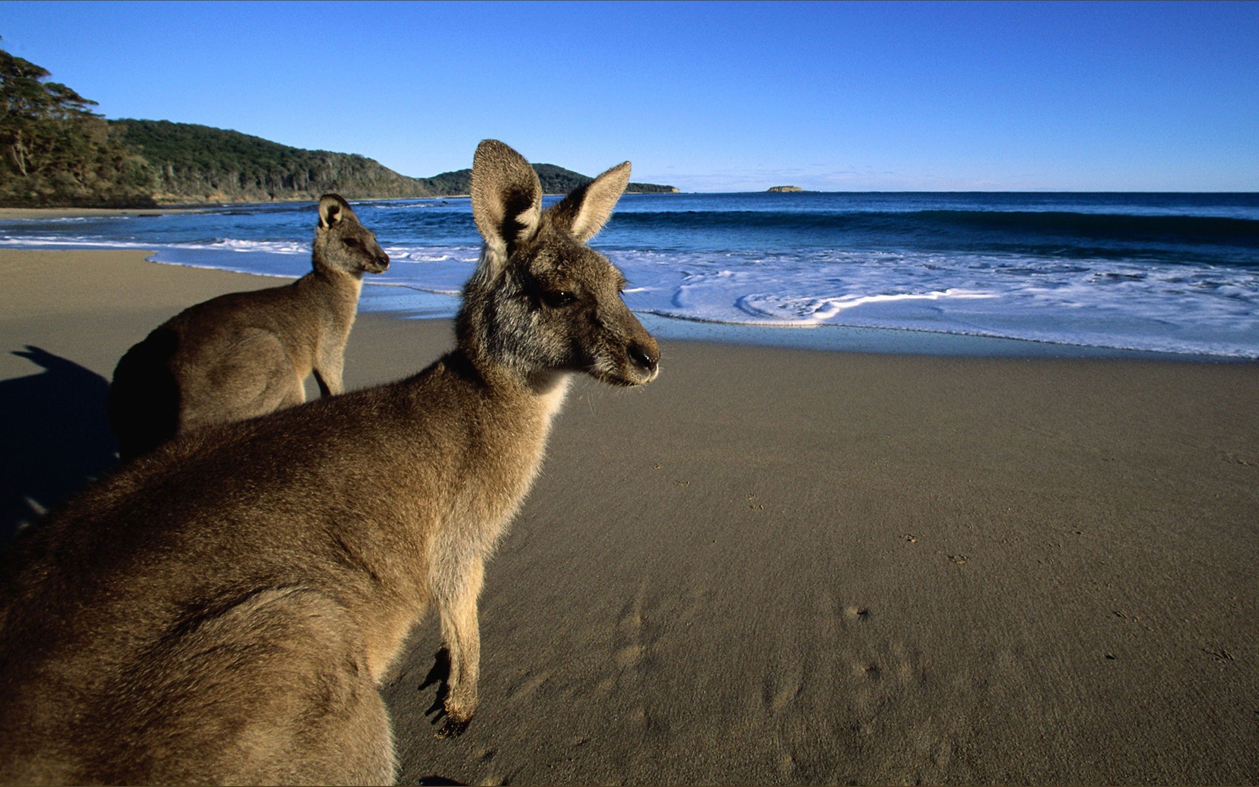 Animal Kangaroo At Beach High Quality Wallpaper HD Famous