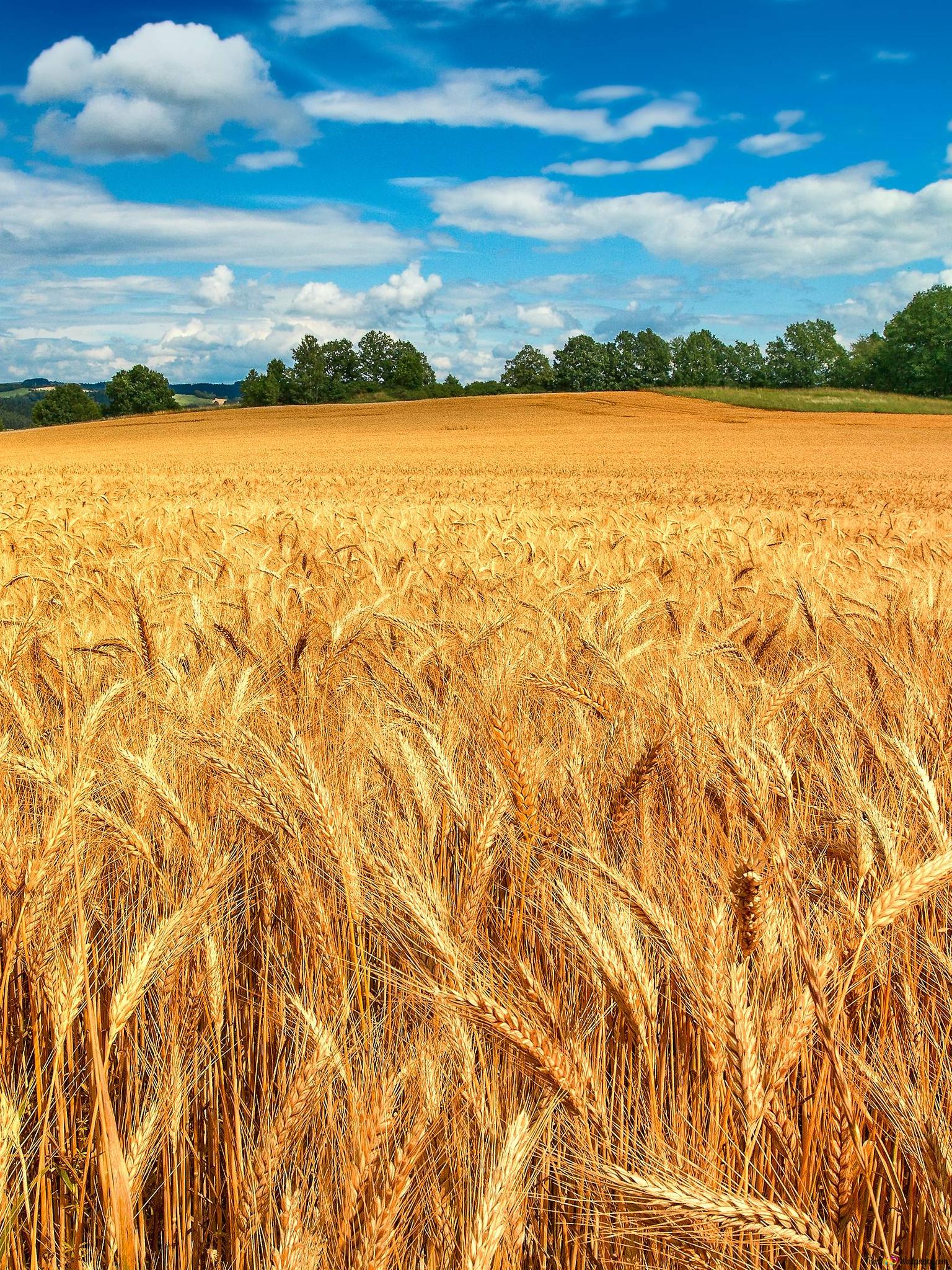 Wheat Field 4k Wallpaper