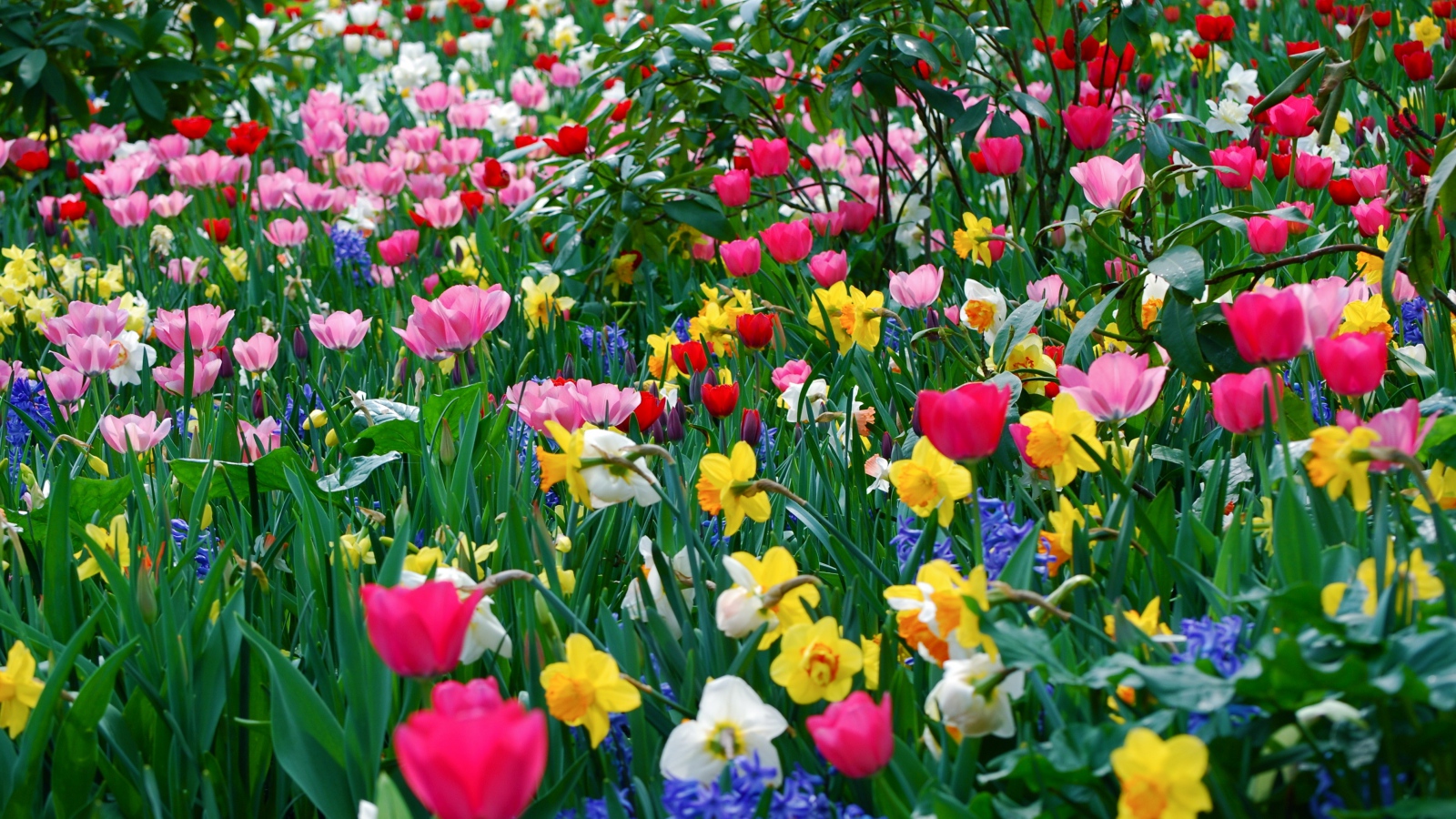 Wallpaper Tulips Daffodils Flowers Meadow Beauty Spring