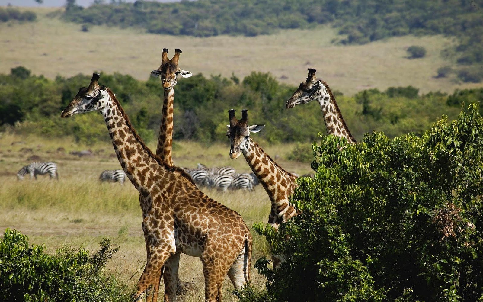 Groepje Giraffen In Het Wild Met Zebra S Op Achtergrond