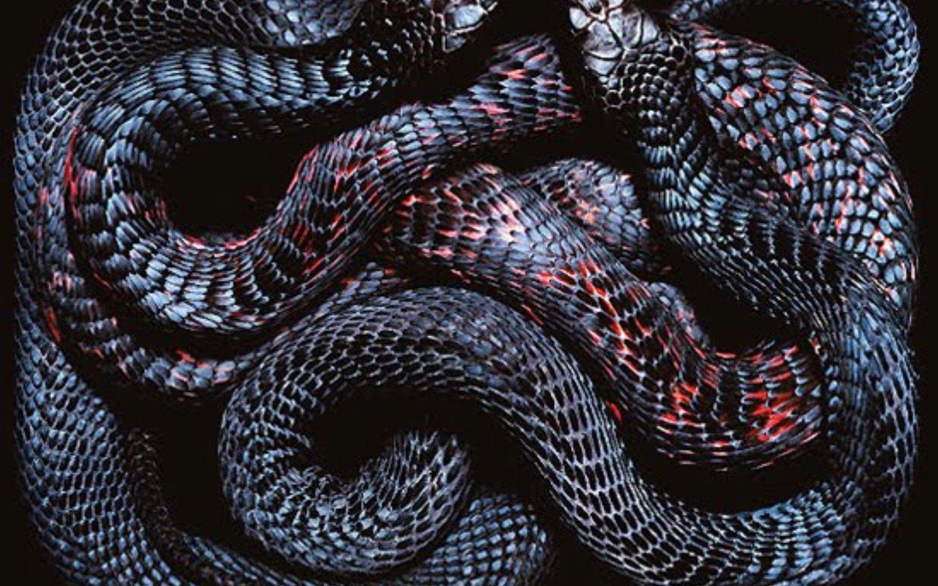 Snakes Wallpaper