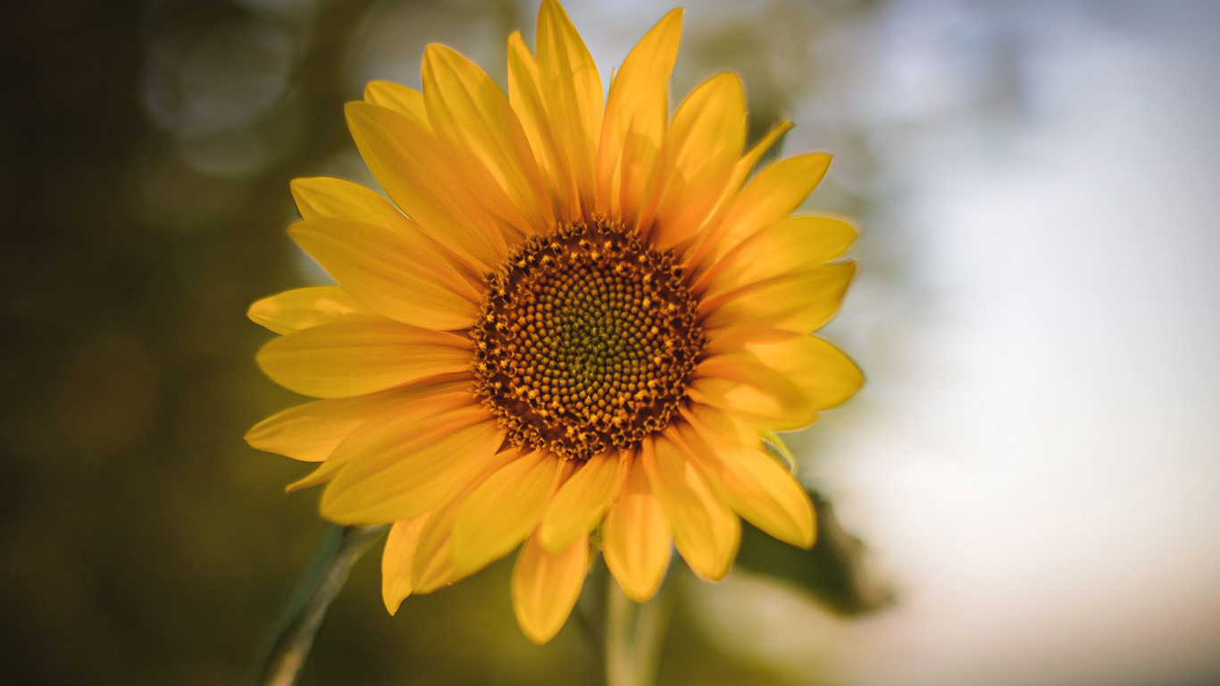 Sunflower Flower Plant HD Wallpaper Desktop