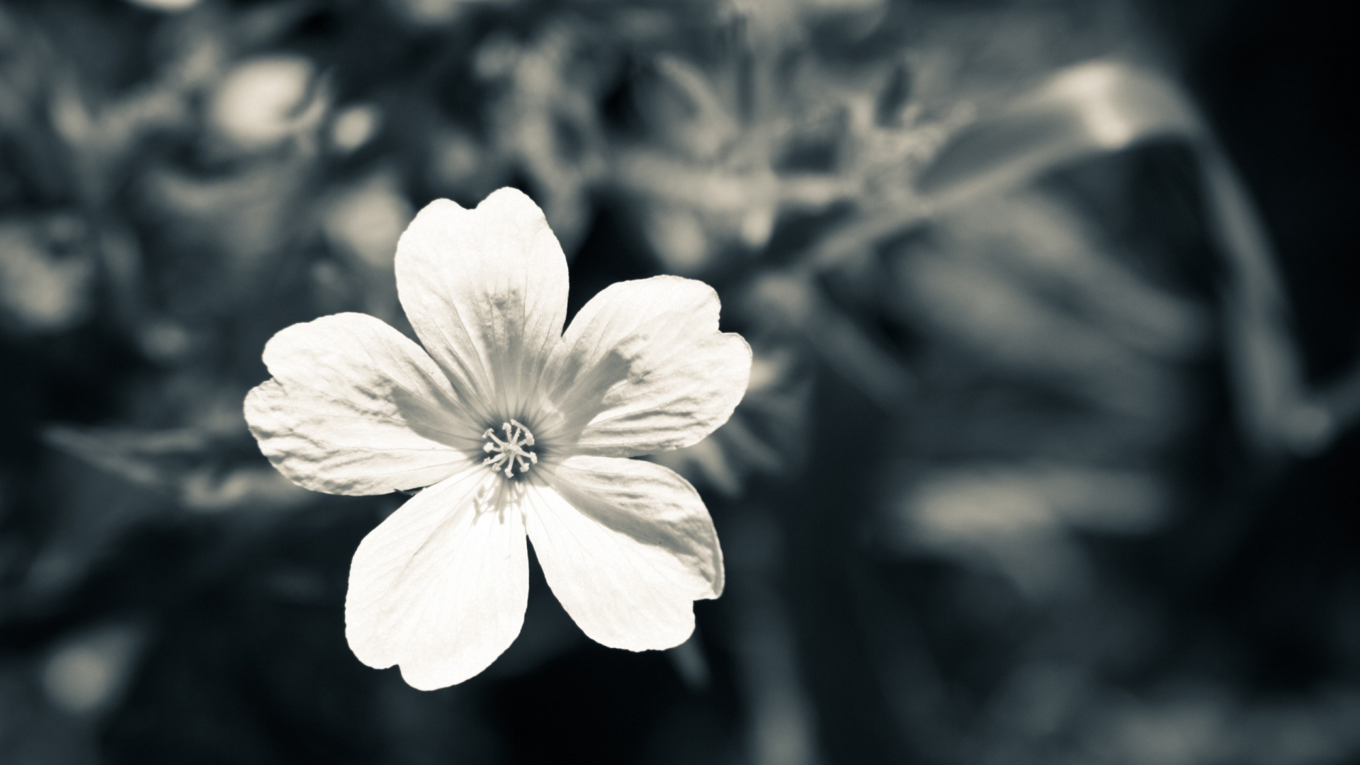 Black And White Flower Photography Wallpaper On