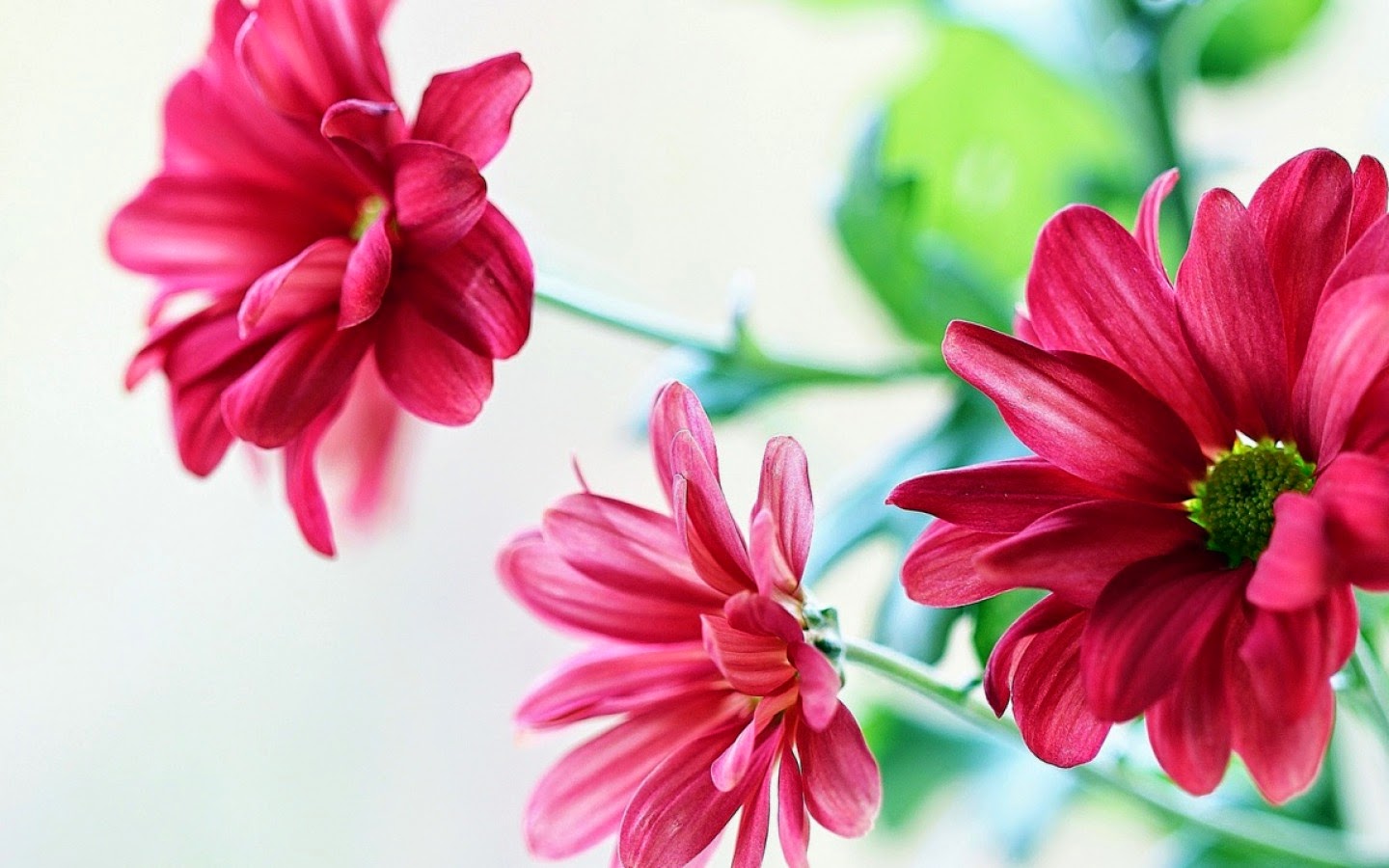 Beautiful Flower Wallpapers For Facebookhttp
