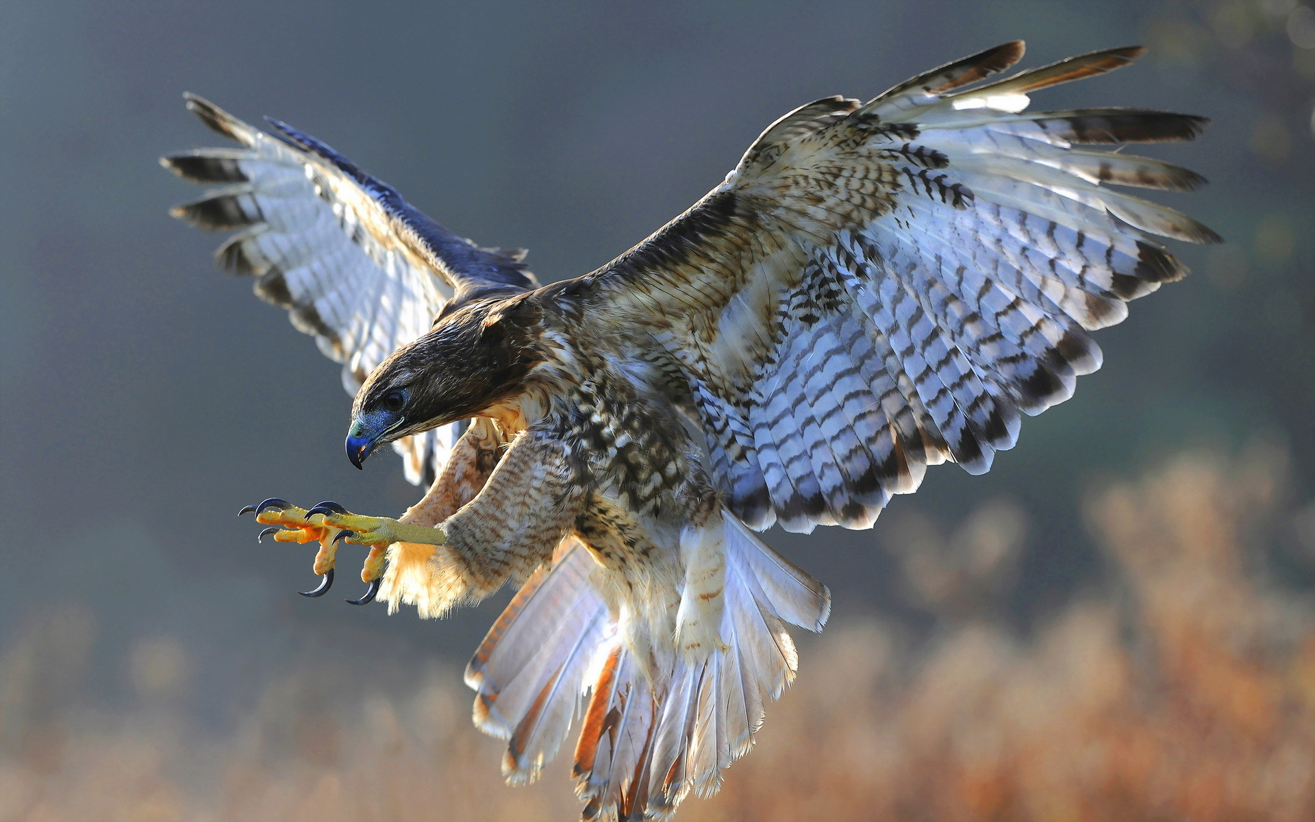 Falcon HD Wallpaper Background