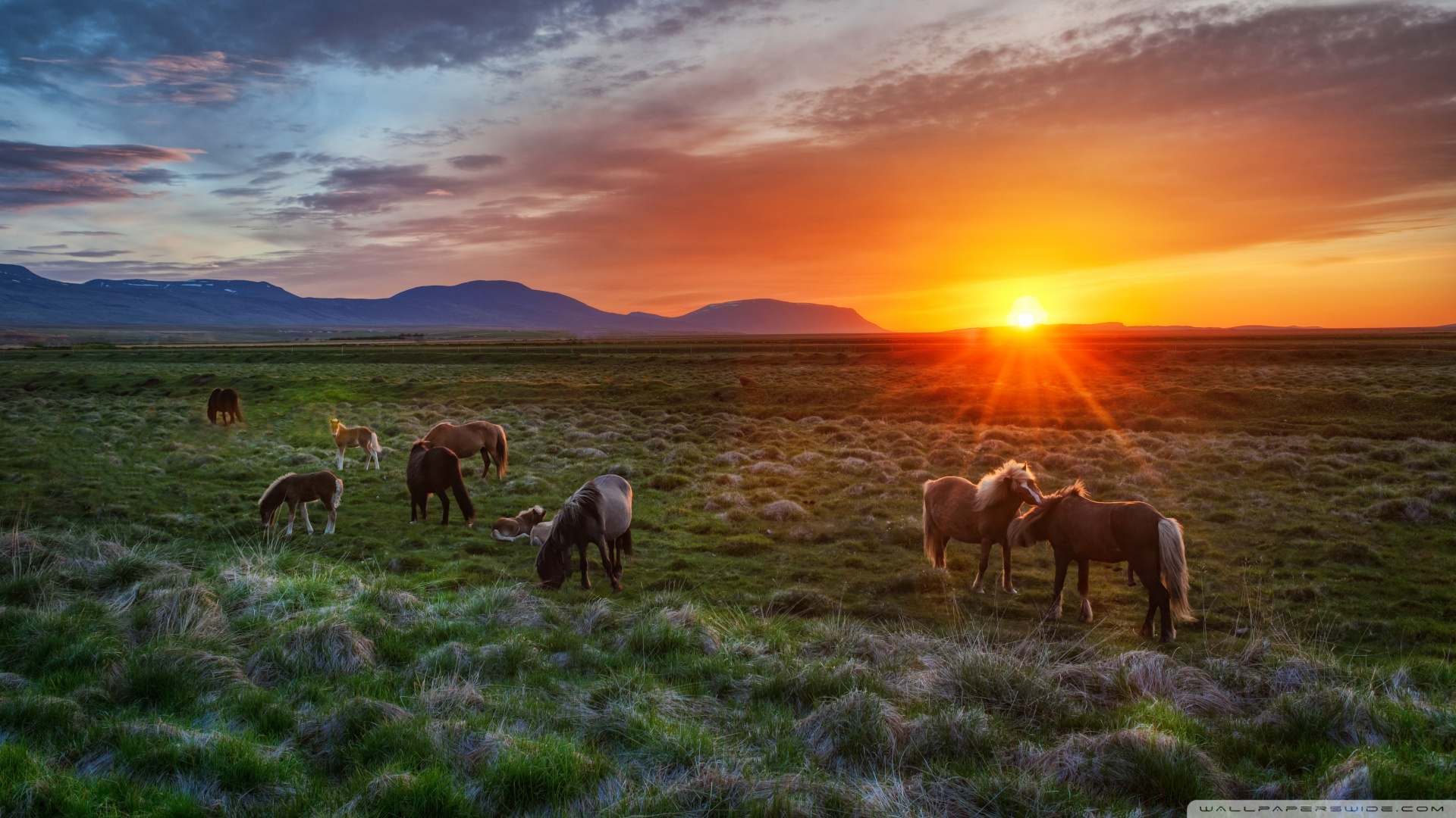 Wild Horses At Sunset Wallpaper