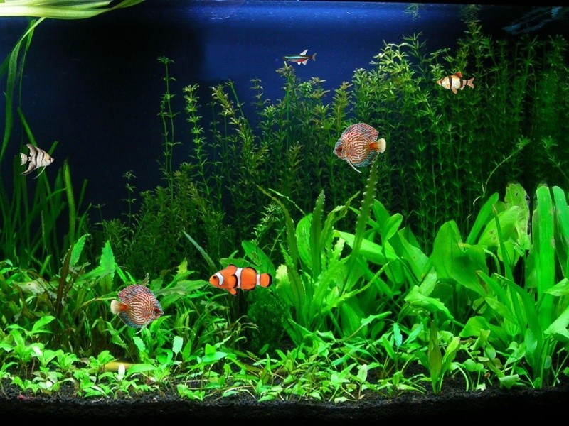 screensaver fish tank hd