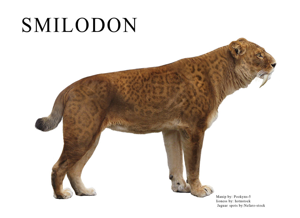 Smilodon Facts And Pictures