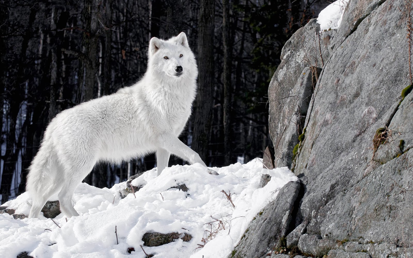 Of A White Wolf In The Winter With Snow And Big Rock HD Wolves
