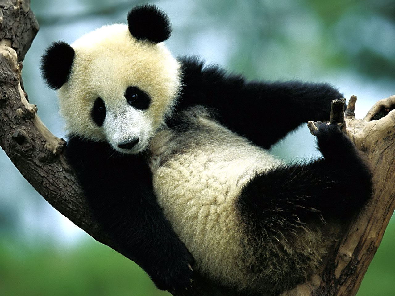 Chinese Panda Wallpaper Nat Geo Adventure