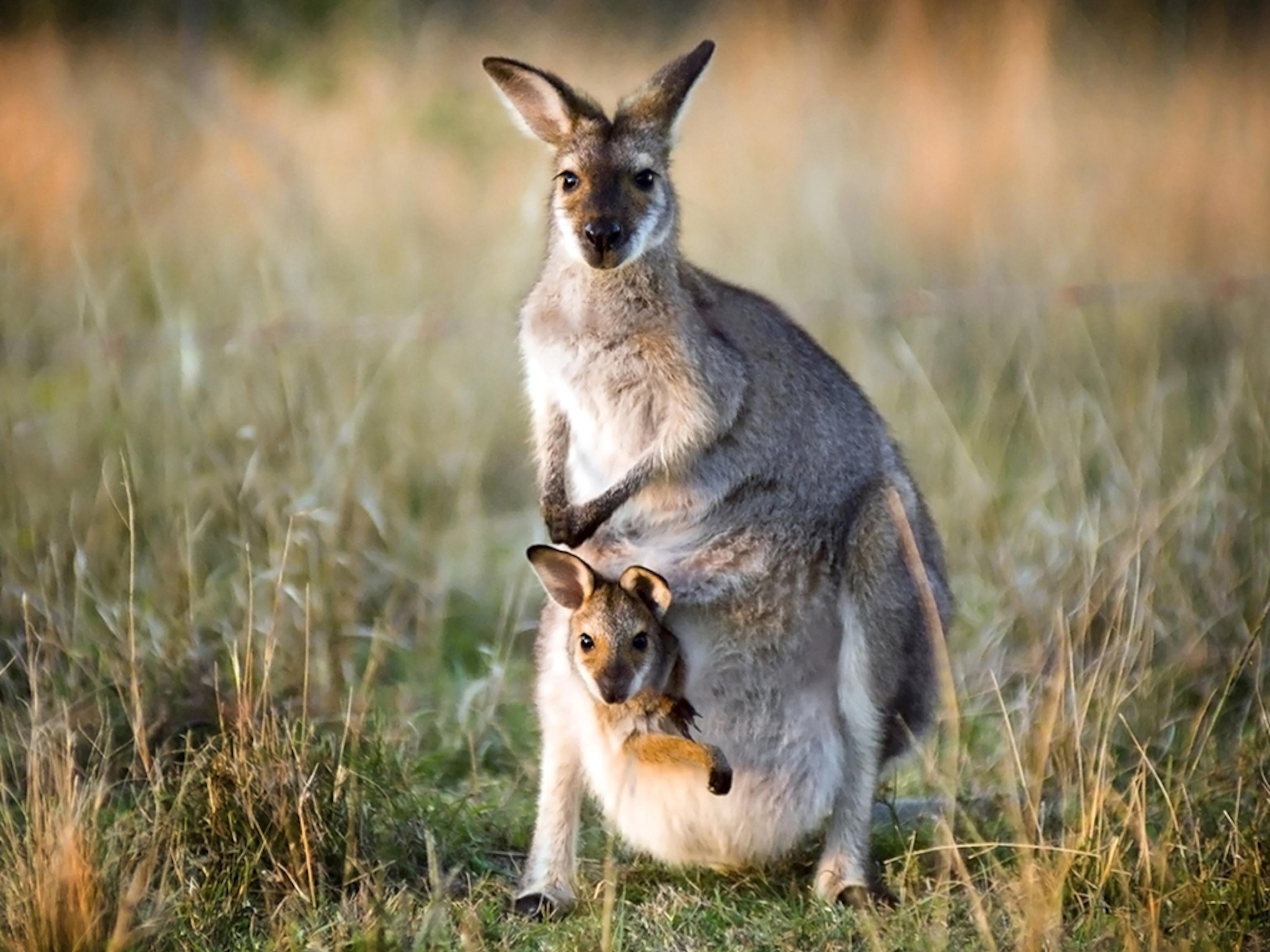Free Download Kangaroo Facts And Photos By thomasbriggs Free Download Kangaroo Facts And Photos By thomasbriggs