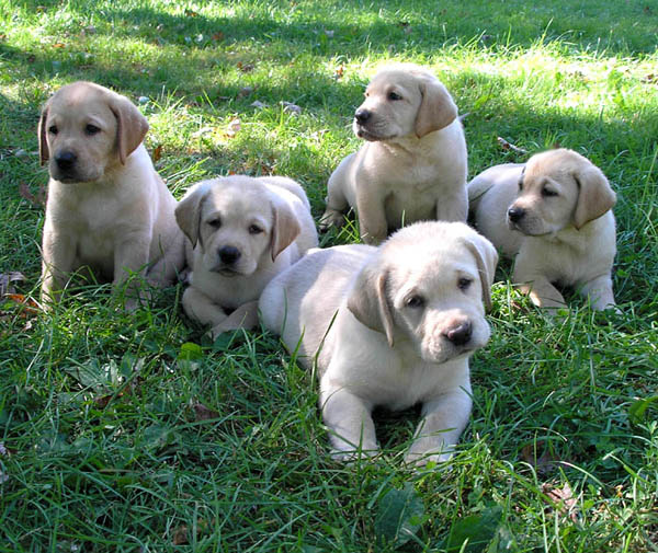 Labrador Retriever Puppies Image