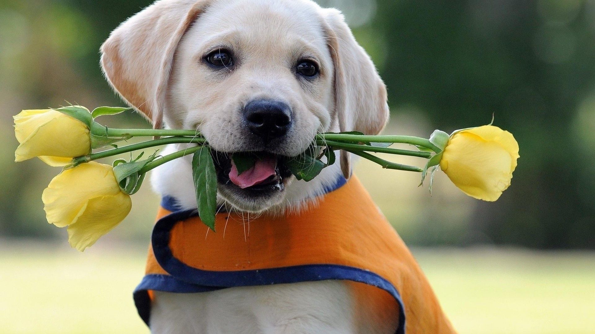 Full HD 1080p Labrador Wallpaper Desktop