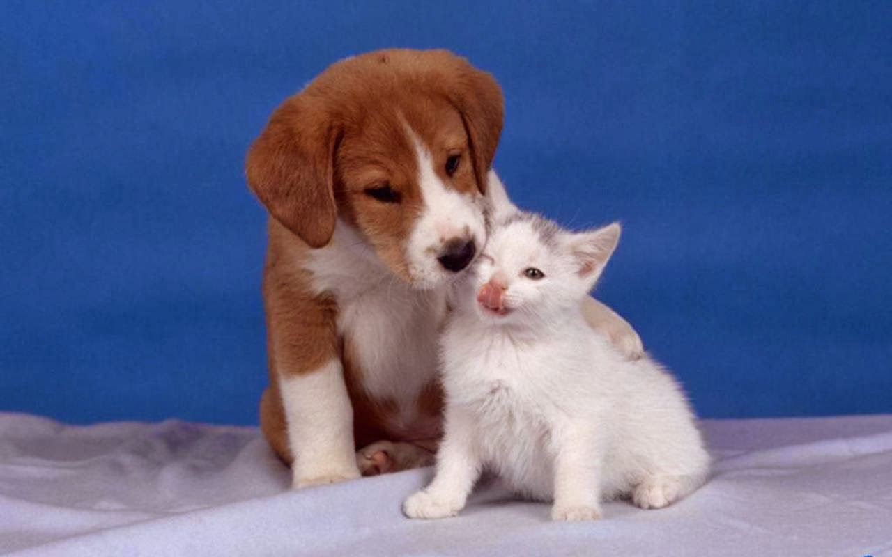 Offers Wide Range Of Cats And Dogs Wallpaper Cat