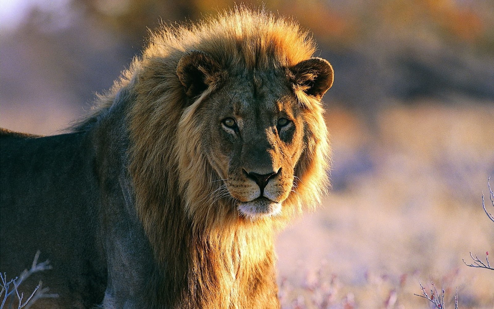 African Lion