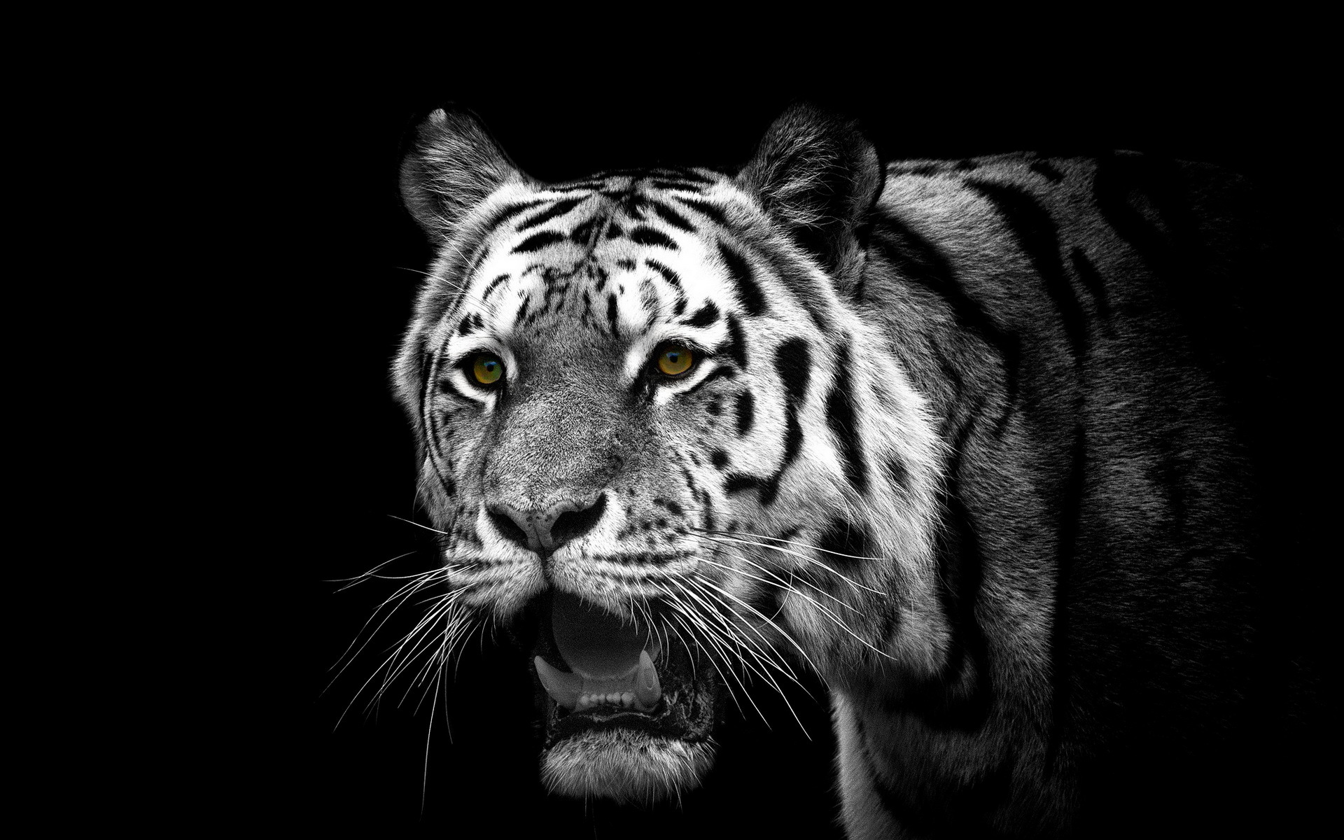 Cool Tiger HD Wallpaper For Desktop