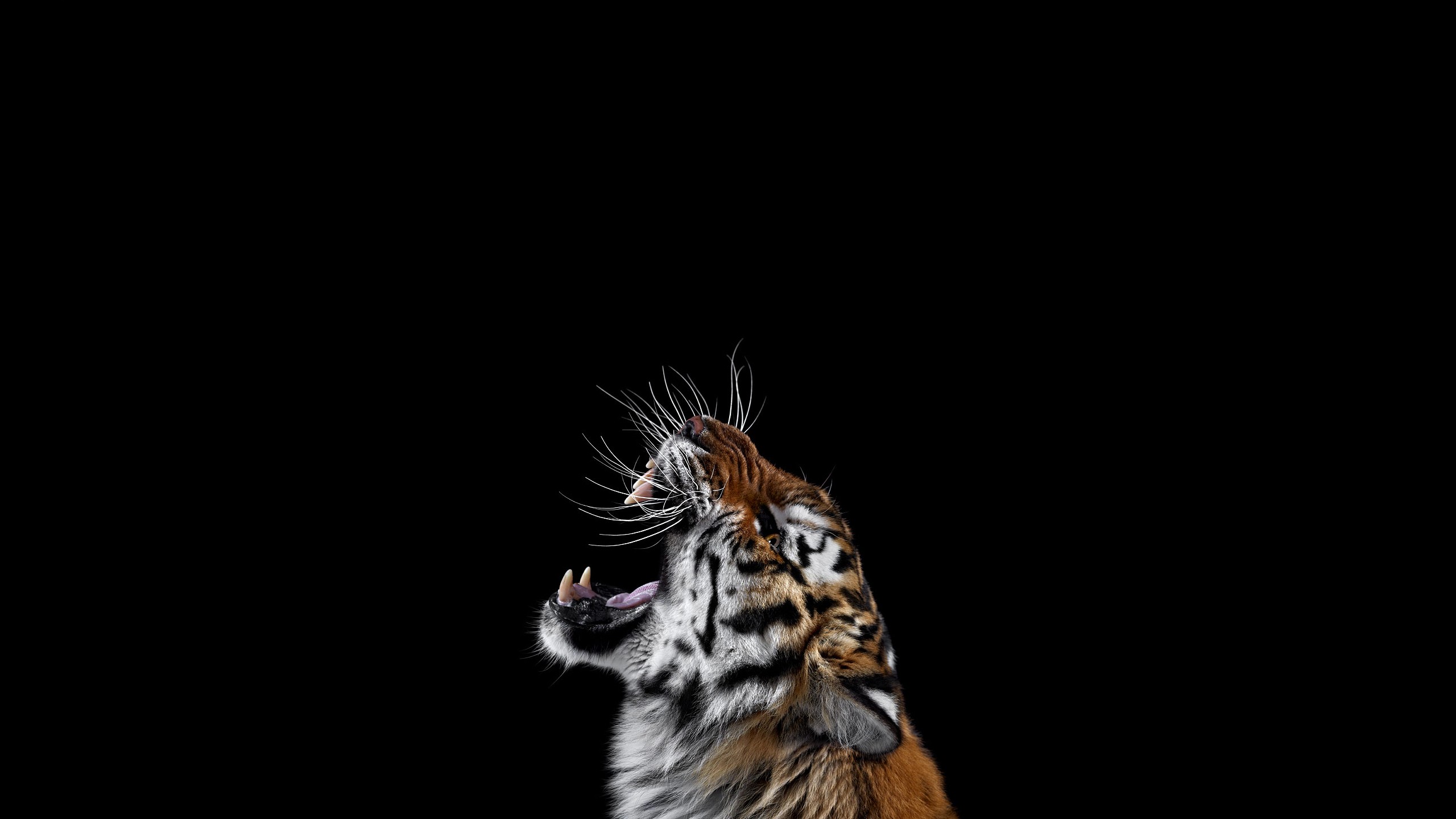 Tiger Angry Photography Background wallpaper animals