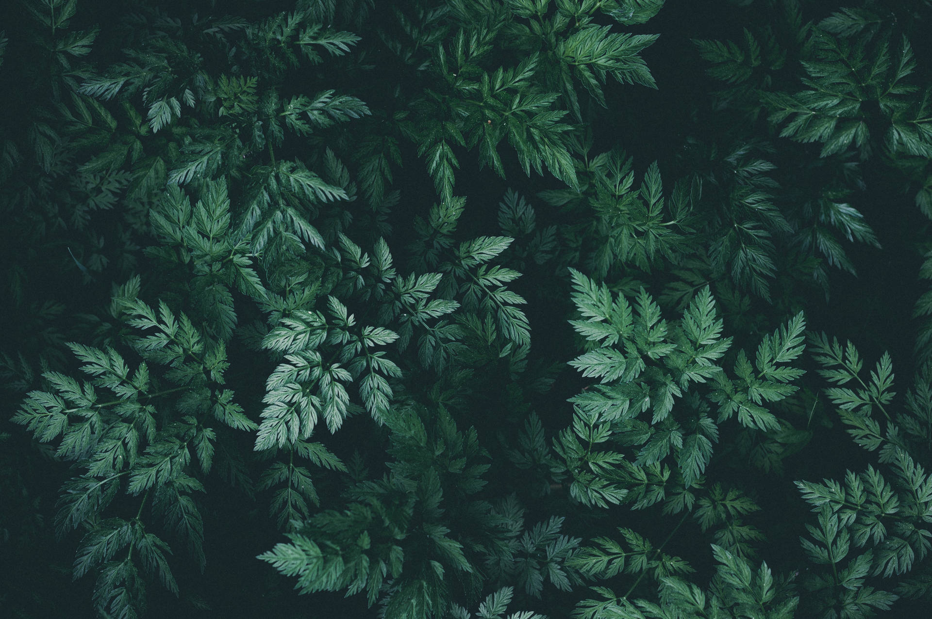 Dark Green Wallpaper