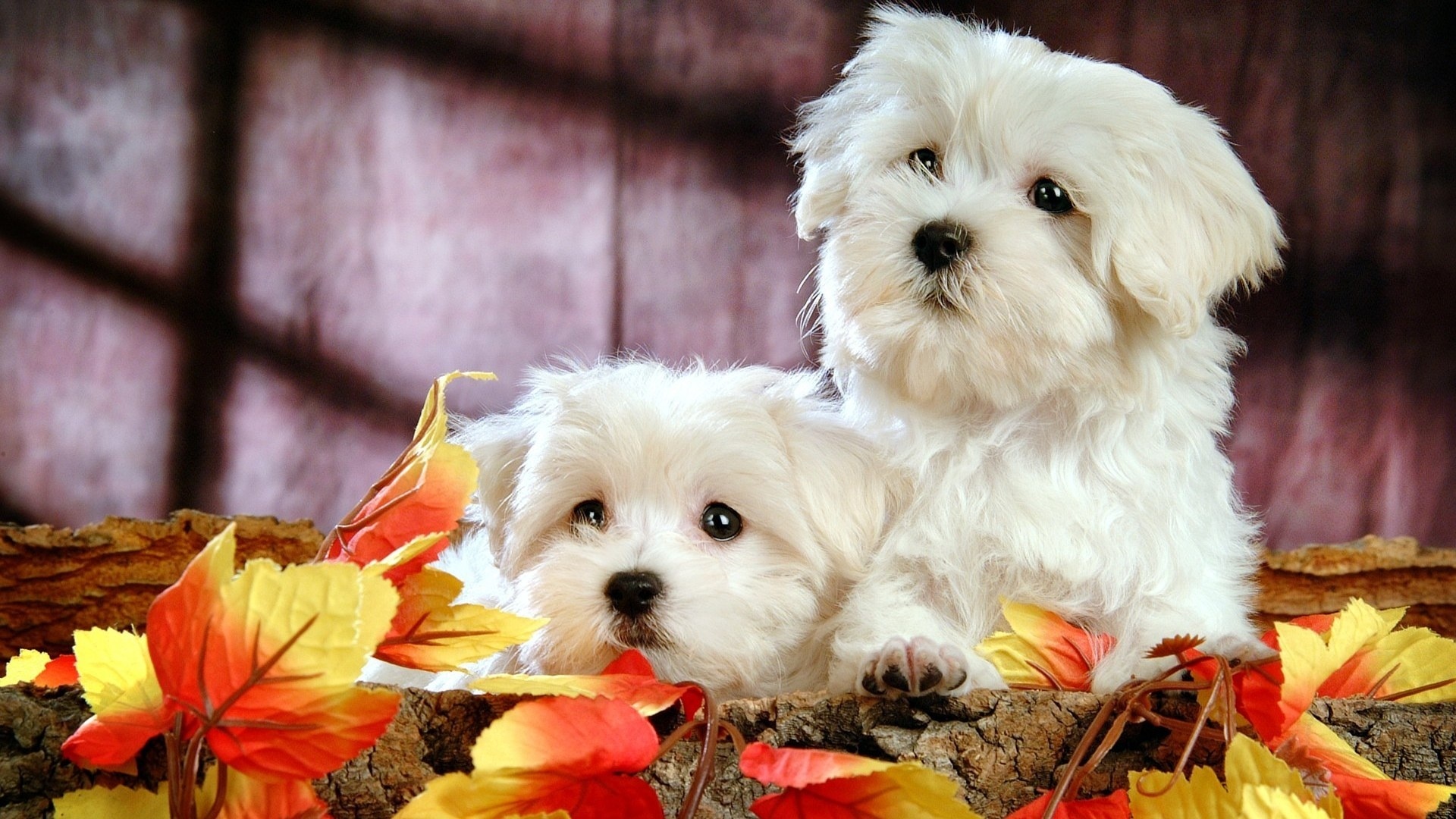 Cute Bichon Puppies HD Desktop Wallpaper