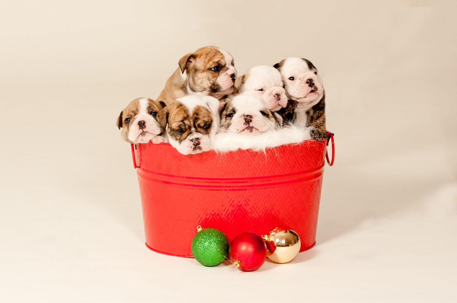 Christmas Bulldog Puppies Our English