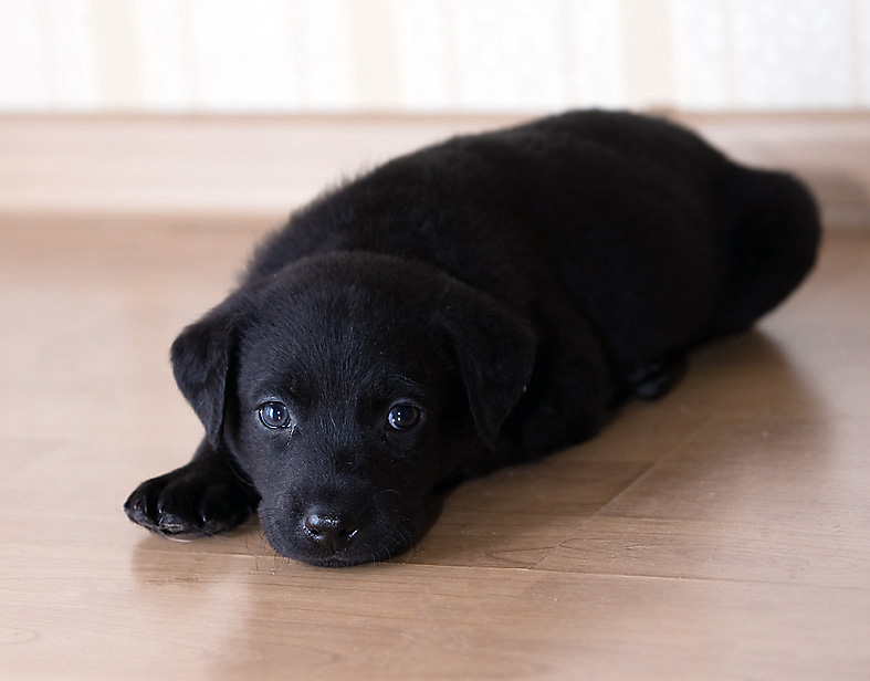 Black Labrador Puppy Background For Powerpoint Template