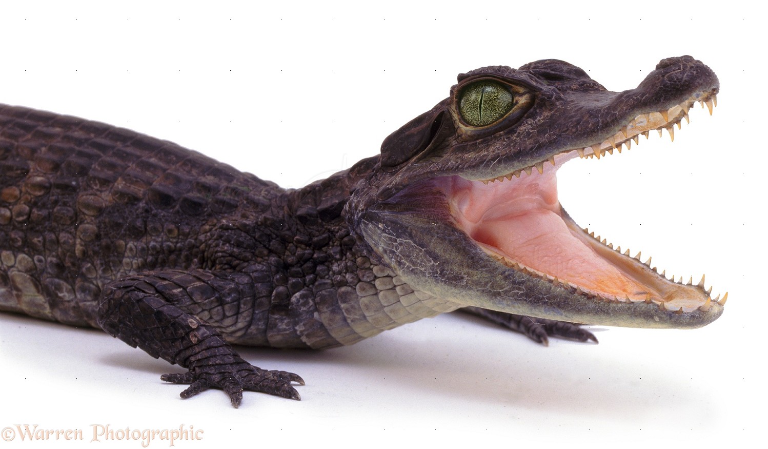 Wp06693 Nile Crocodile Crocodylus Niloticus Juvenile Africa