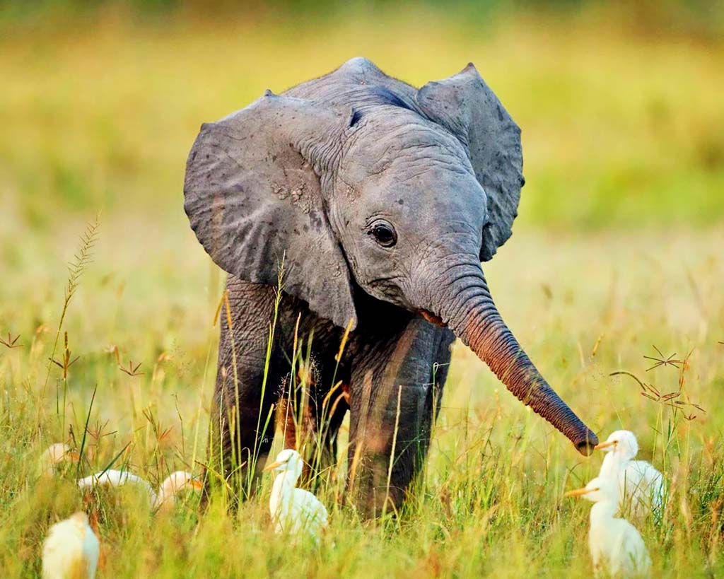 Baby Elephant For Your Desktop Mobile