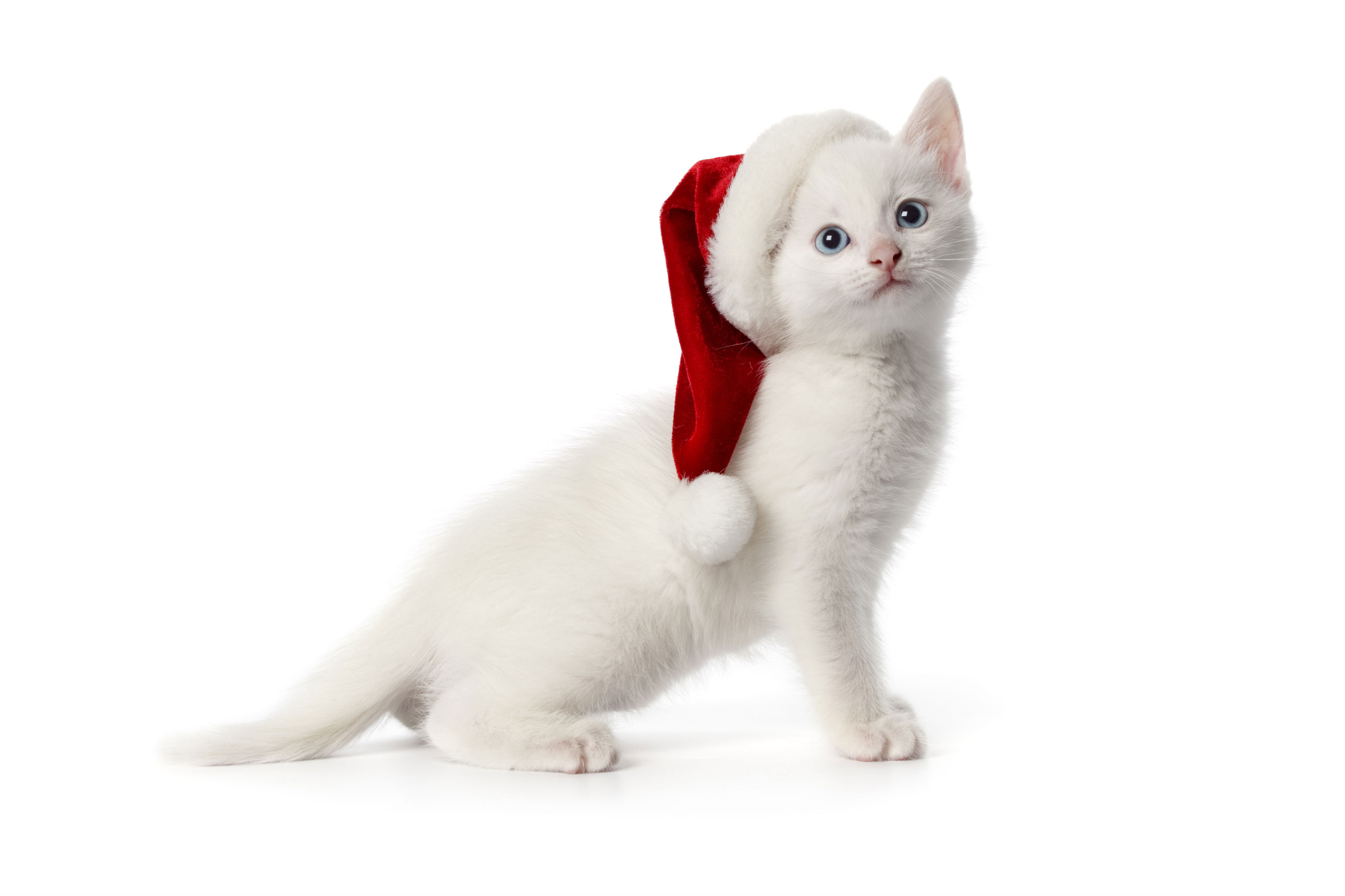 Cute Merry Christmas Cat Computer Desktop HD Wallpaper Stylish HD
