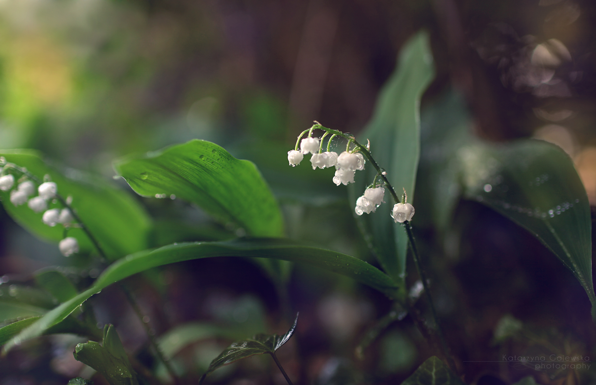 Lily Of The Valley Wallpaper High Quality Pictures