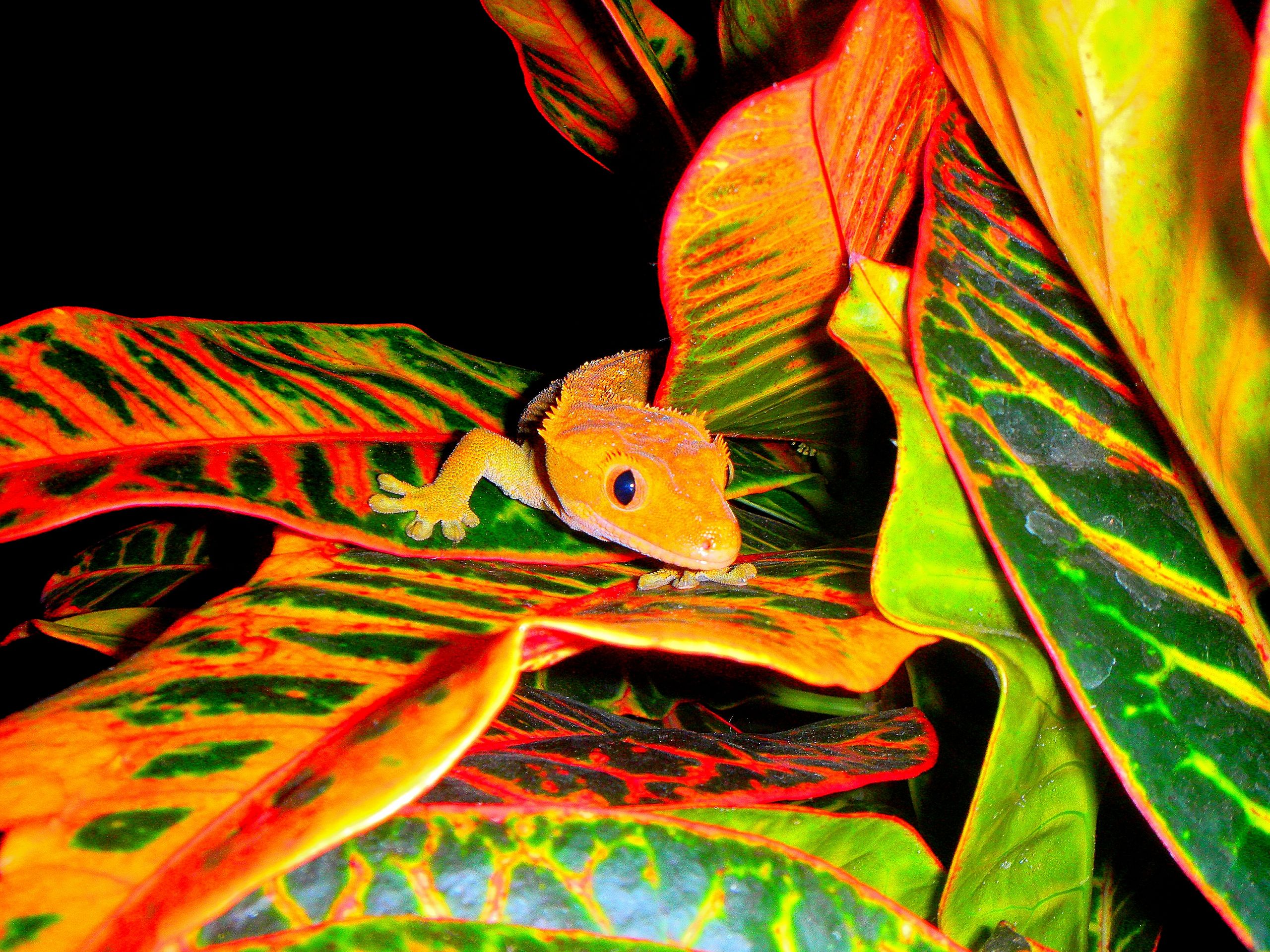 Flame Orange Female Crested Gecko In A Croton Plant Reptiles