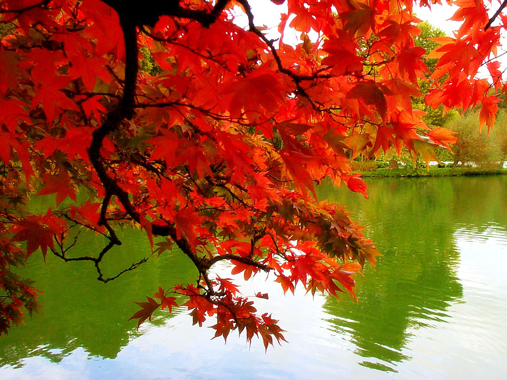 Autumn Lake Red Tree Reflection Water Desktop Wallpaper