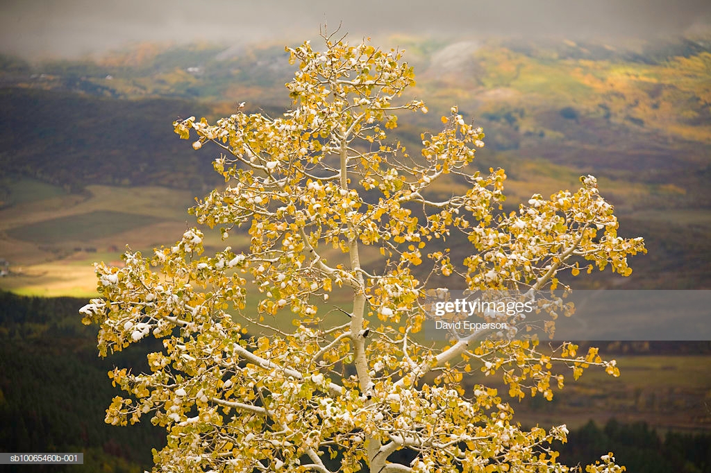 Aspen Tree Covered In Snow Valley Background High Res Stock