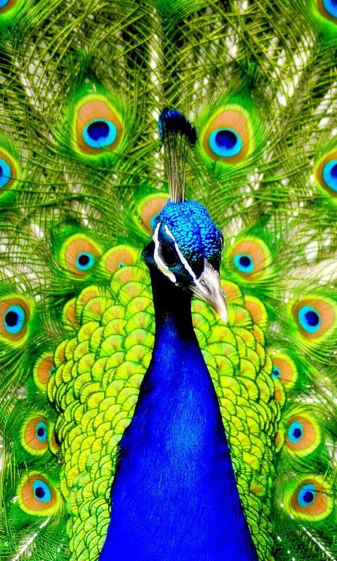 Android Phones Wallpaper Peacock