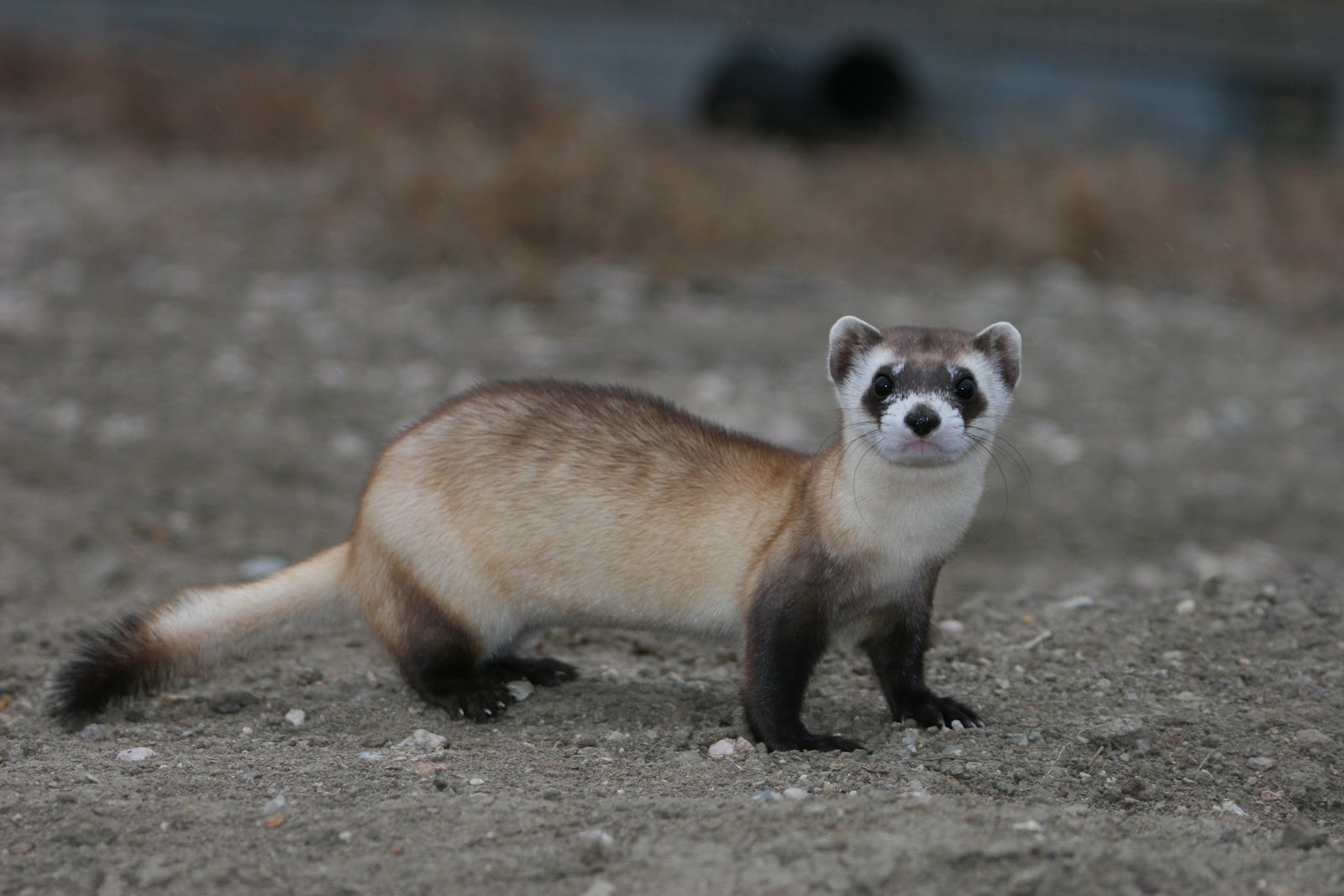 Black Footed Ferret As Pet Pc Android iPhone And iPad Wallpaper