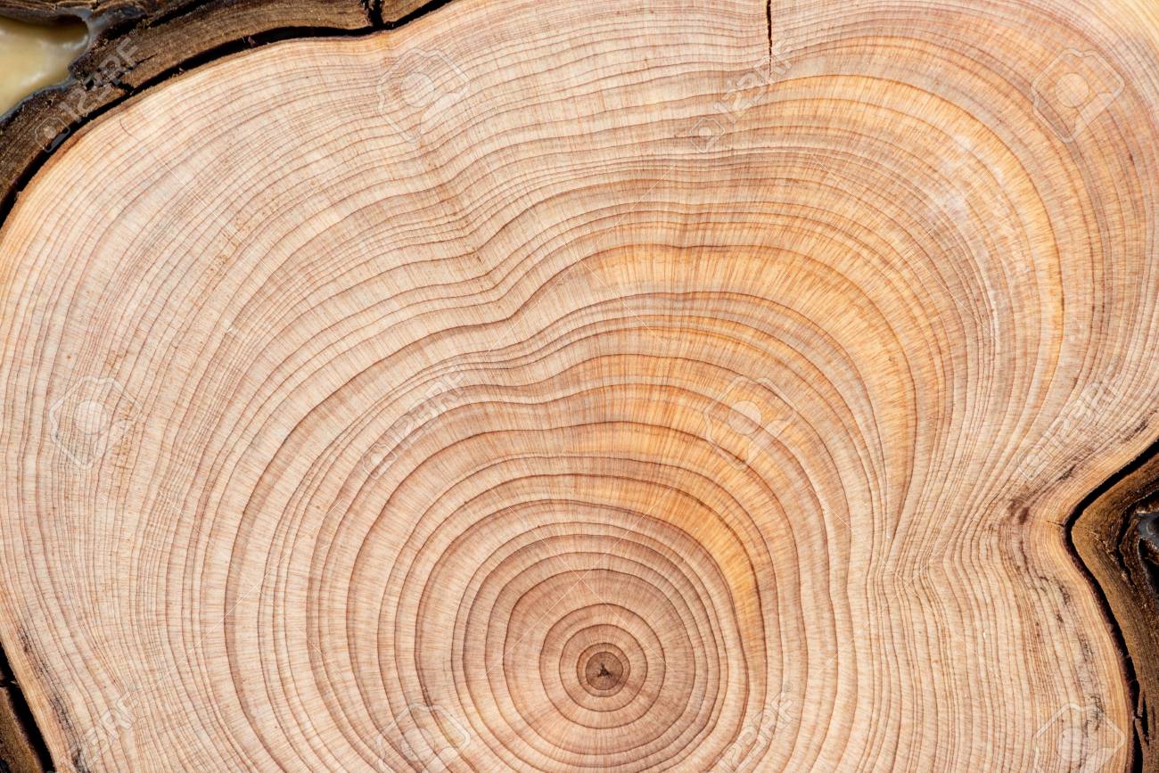 Core Of Juniper And Sandalwood Background Stock Photo Picture