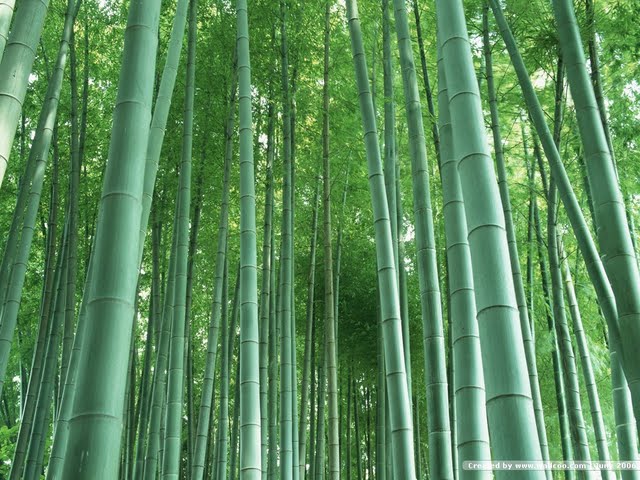 Lush Bamboo Forest Photography Beautiful Bamboos Pictures