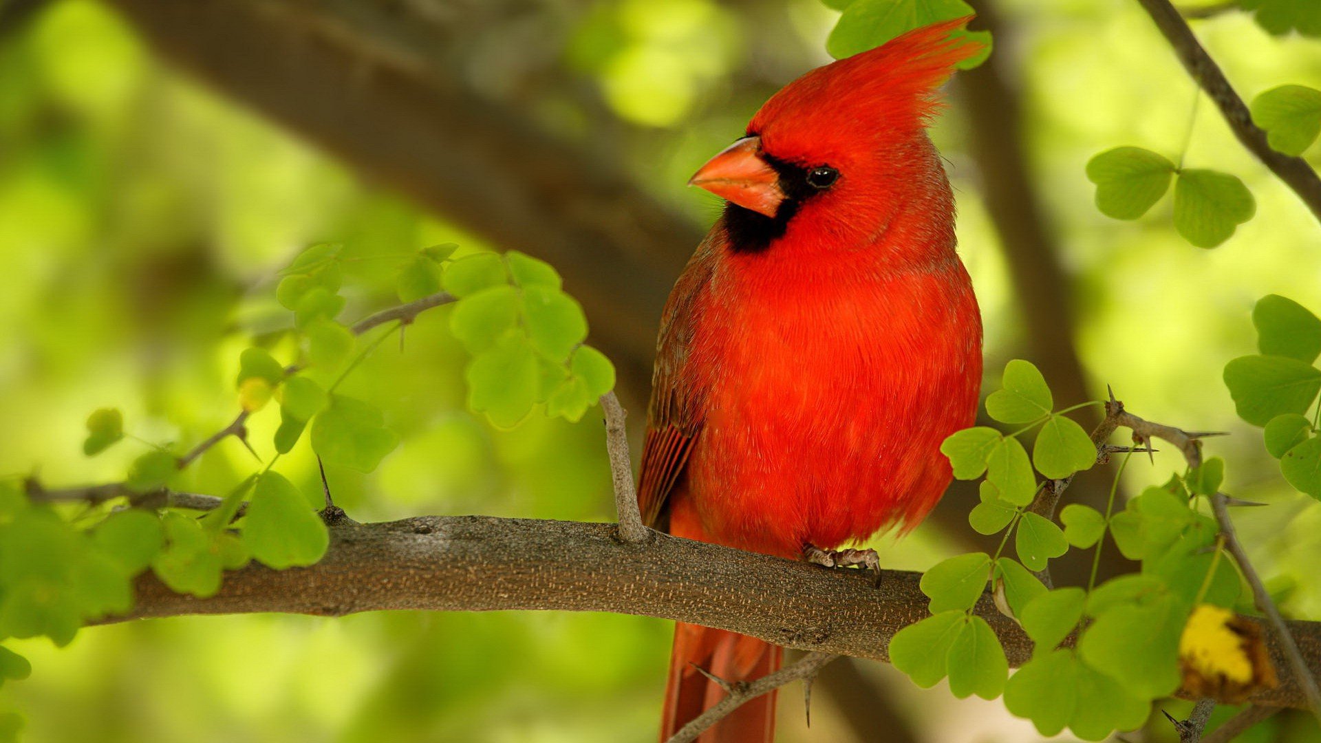 Red Bird HD 1080p Wallpapers Download HD Wallpapers Source 1920x1080
