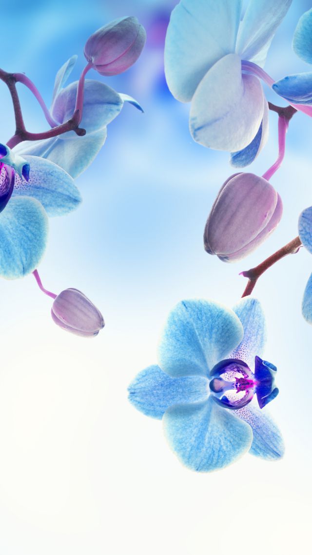 Wallpaper Orchid 5k 4k Flowers Blue White Nature