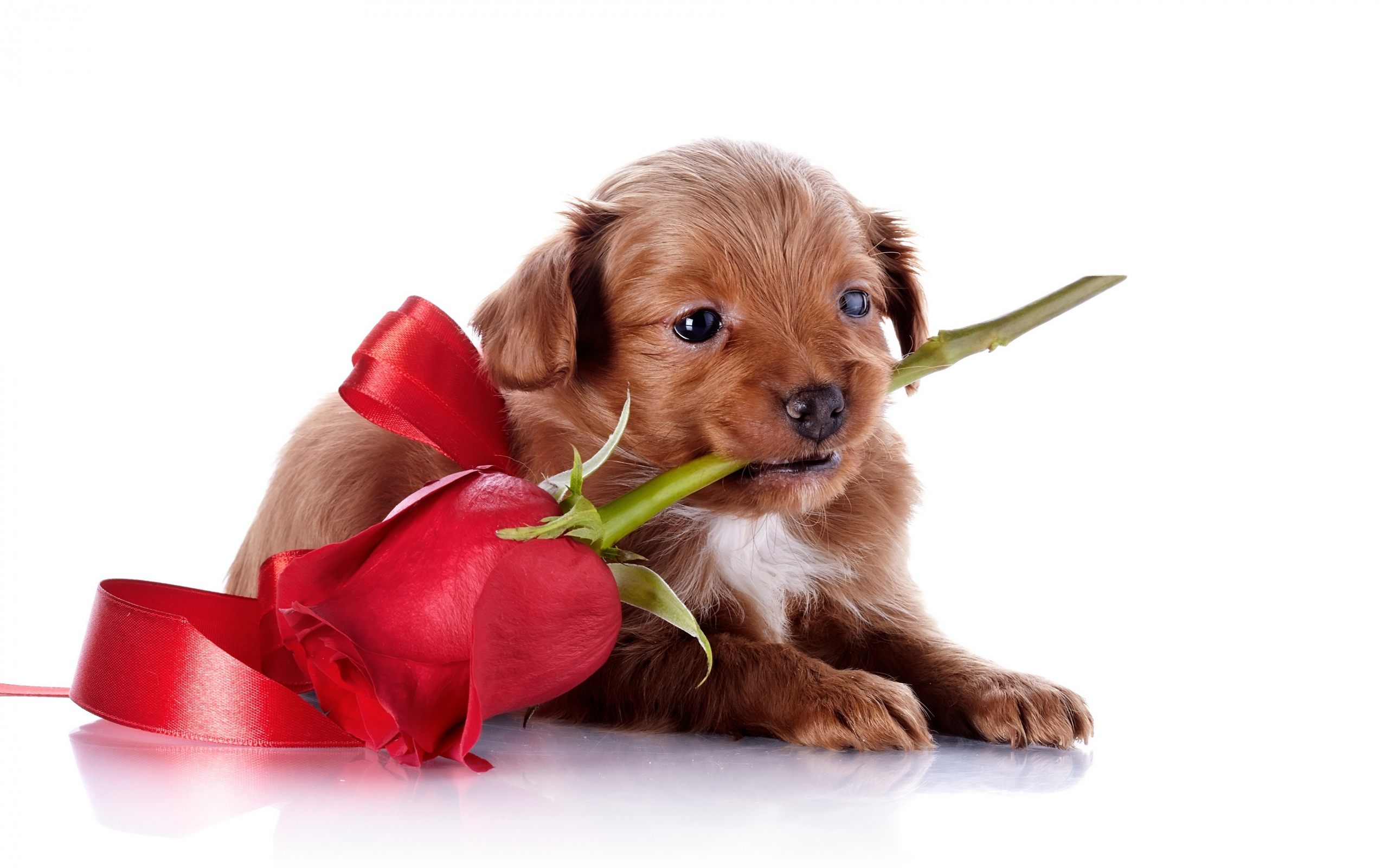 Puppy Love Cute Background With Wallpaper High Quality