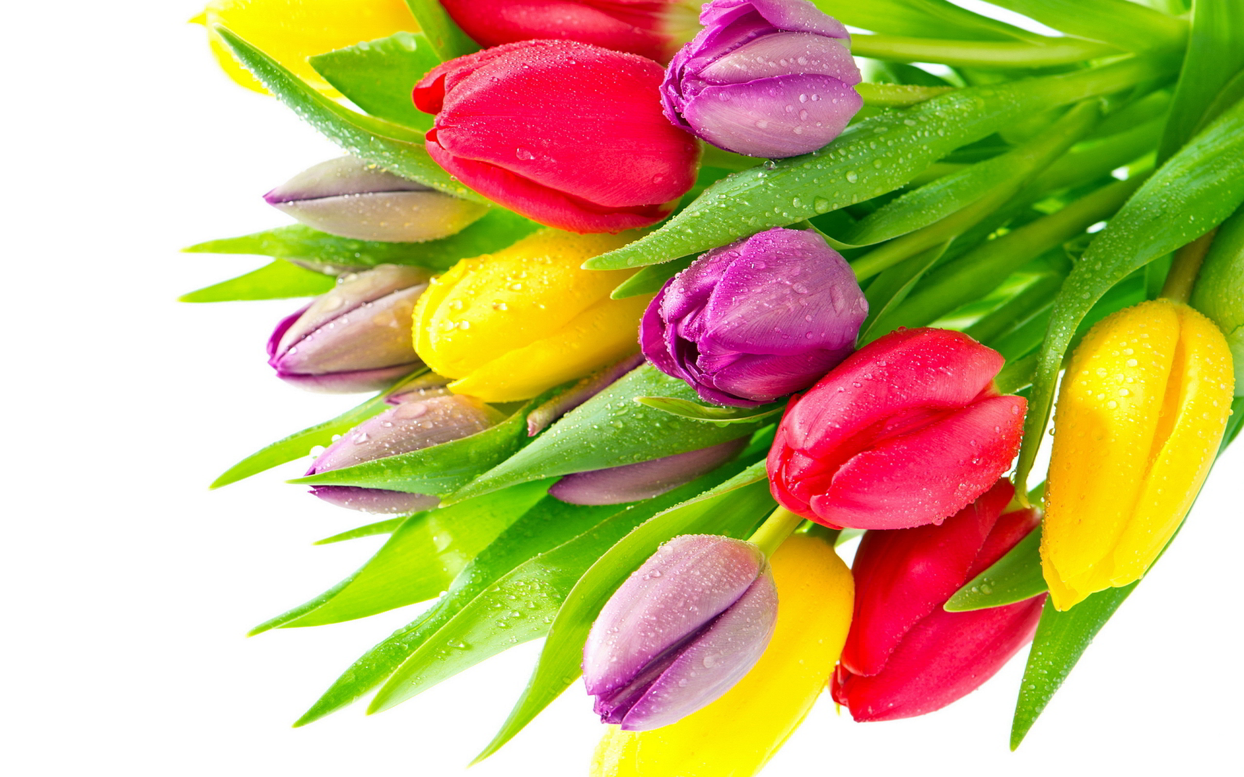 Colorful Tulip Flowers HD Desktop Wallpaper